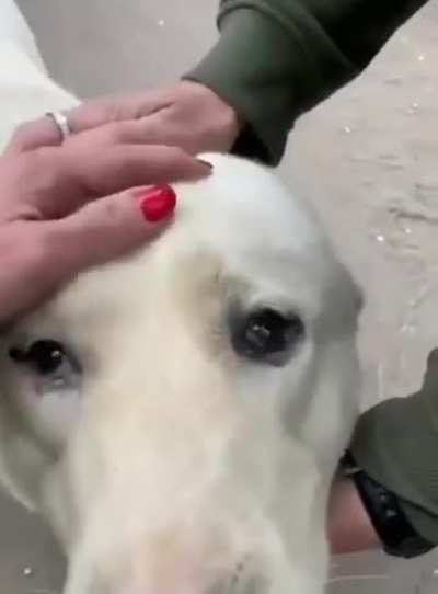 Ukrainian volunteers save dog who&rsquo;d gone 5 days without food and water under shelling in a village near Vovchansk