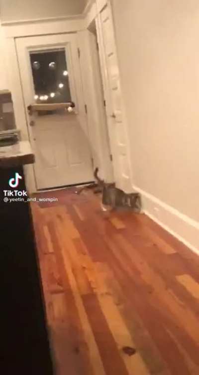 A Cat, Bark?!