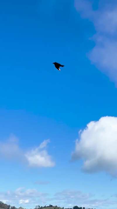 raven playing in the wind:)