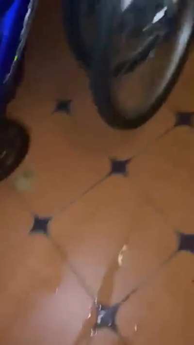 My cat taps a frog