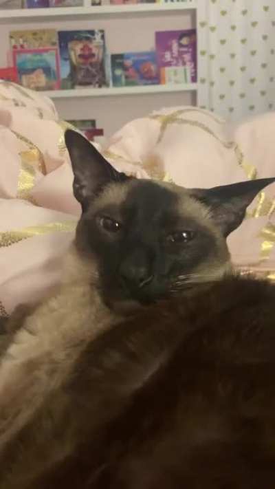 Tiberius has arthritis in his knees and hips. He is on his meds for the first time. It says can cause drowsiness, and I have a feeling is does. He looks so high and pain-free. But he walks like he&rsquo;s dizzy. He fell in his litter. Dude, I&rsquo;ve been there too.