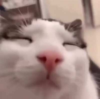 Gato