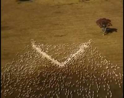 An Australian farmer couldn&rsquo;t attend the funeral for his aunt so he laid out grain in the shape of a heart so &ldquo;she can see it through the clouds.&rdquo;