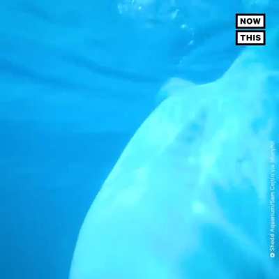 Whale giving birth