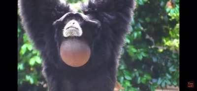 Screaming Gibbons
