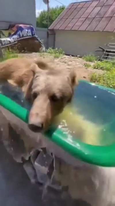 🐻