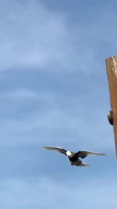 This pigeon in a vertical motion to the ground