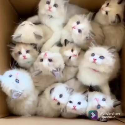 What's in the box?