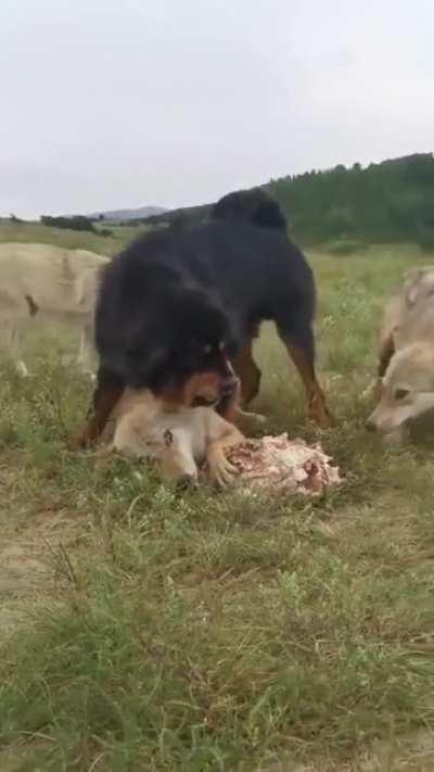 Tibetan Mastiff protects old wolf king from the pack