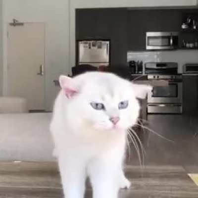 Наконец то все пропылесосил. Моя кошка: