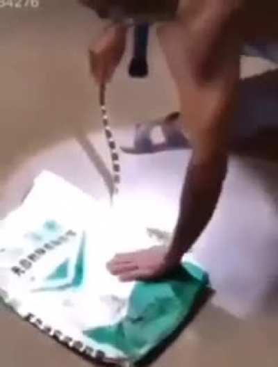 This snek has amazing comedic timing