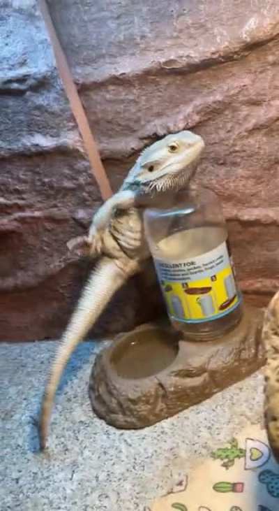 Okay so I know I&rsquo;m bullying my beardie here, but please tell me this isn&rsquo;t the funniest shit you&rsquo;ve ever seen? He was making music. He&rsquo;s pretty talented. 🥰Mochi🥰