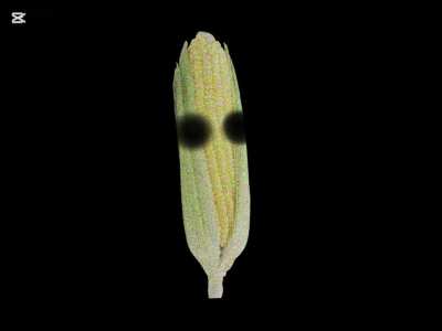 Someone made a song of this thing