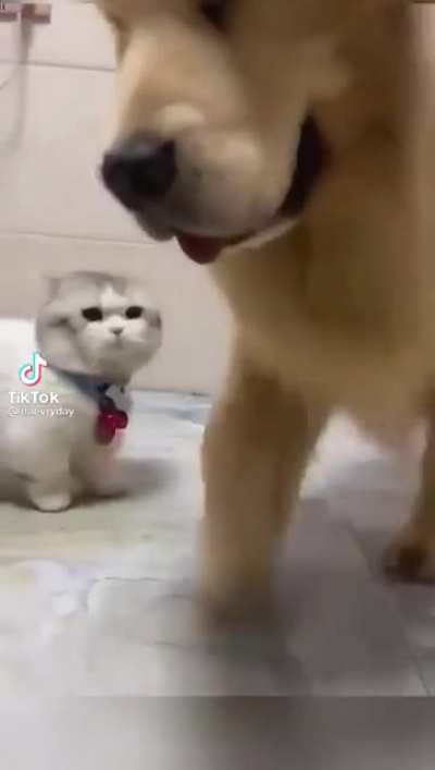 Short cat problems