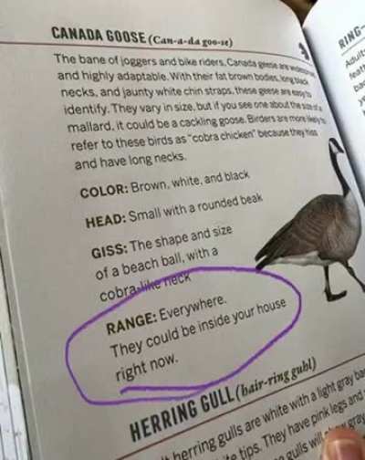 Run