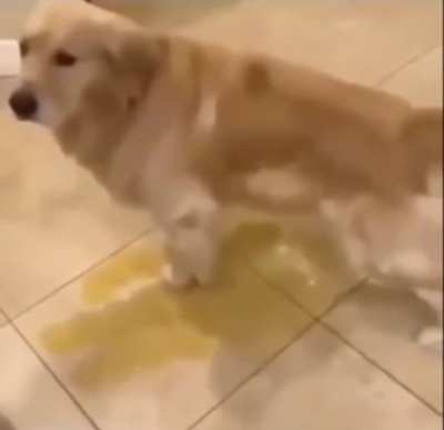 Perro mi&oacute;n