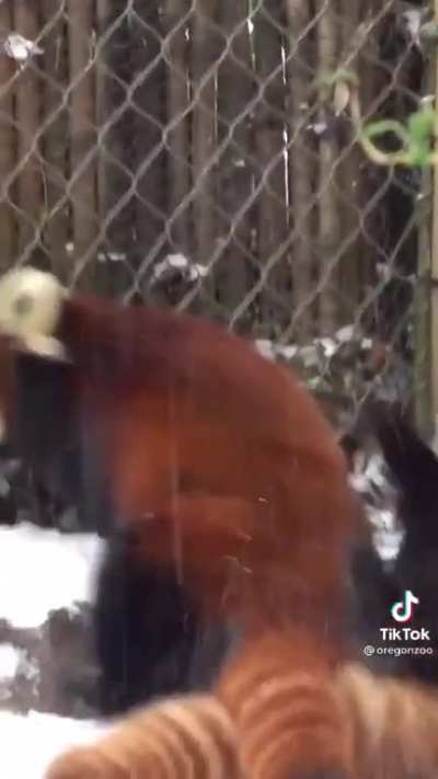 Red panda and Snow makes an Awesome pair &amp;lt;3