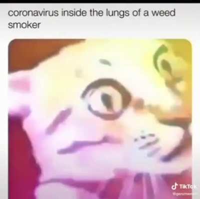 🙀