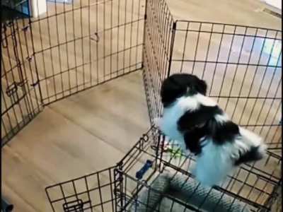 MiSSioN imPAWsiBLe