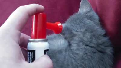 Waking up the kitty with a horn