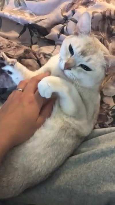 Finally have enough karma to post my best friend. This is Doris! (Burmilla) 🤍
