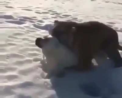 The dog is like fucking kyle you had to buy a fucking tiger.