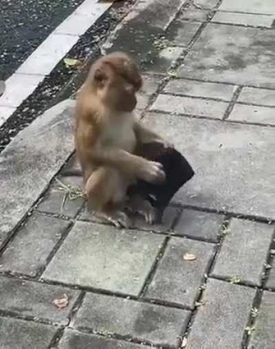 Monkey see, monkey do. Literally