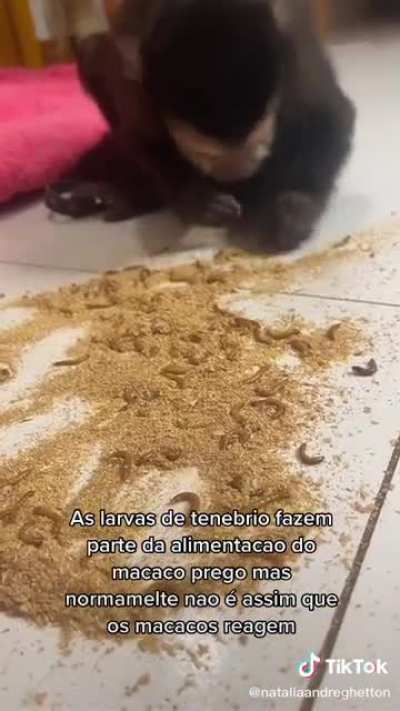 A conviv&ecirc;ncia com os humanos foi longe demais pra esse mamaquinho