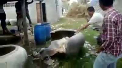Locals reaction to cow in pot