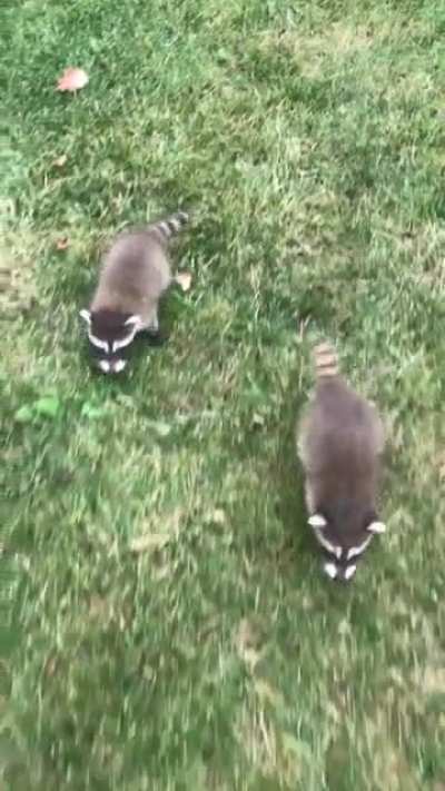Last year&rsquo;s Bonnie and Clyde. ~5 weeks old.
