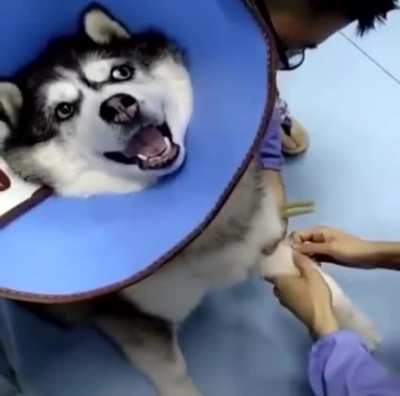 Auto tune doggo goes 💥AHHHHHHH💥🎵ahHhHhhHHhHhhH🎵aaahhHHHH-