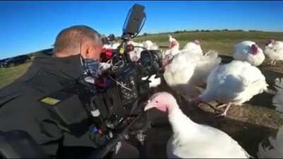 The cameraman: "owwww" Turkeys: "haha, you got him, Becky!"