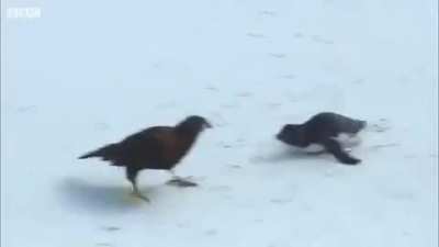 "Bully this penguin? NOT ON MY WATCH!!"