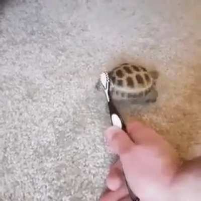 pepeD
