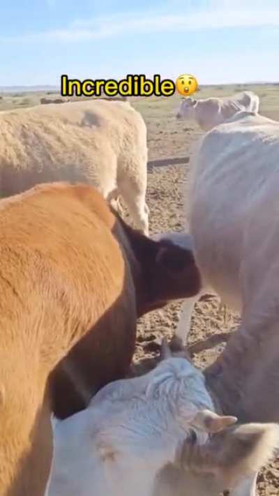 Milk cycle