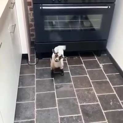 Ya lista la cabra saliendo que naci&oacute; pa ser barbacoa.