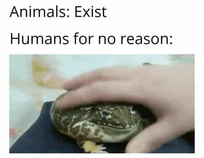 Hmmmm yes, pet froge