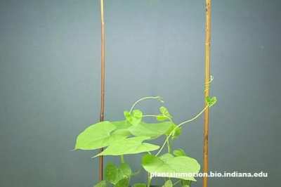 How a vine "looks for" nearby supports to climb