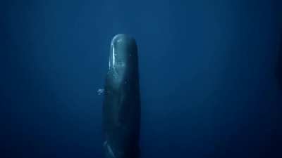 Near a sleeping whale