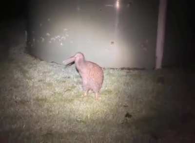 ele simplesmente chegou, lan&ccedil;ou a banger dele e foi embora