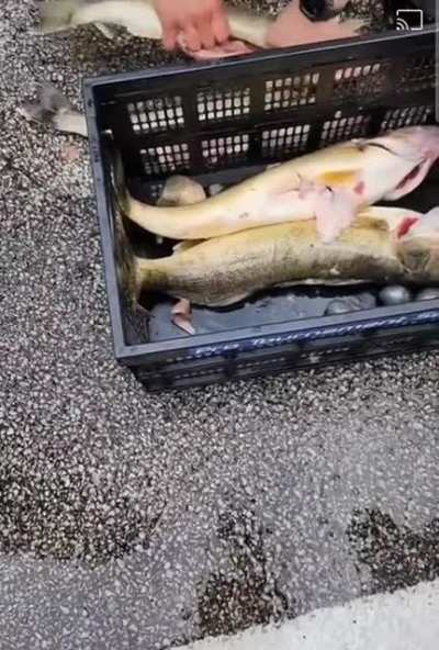 Professional fishermen caught cheating at Lake Erie Walleye tournament