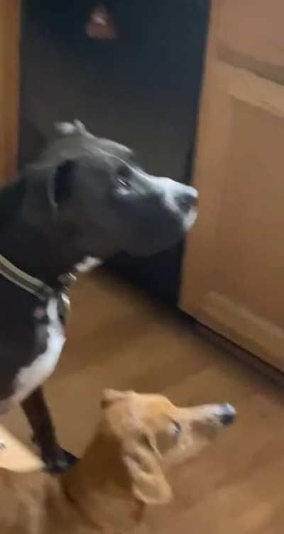 Hungry Eyes