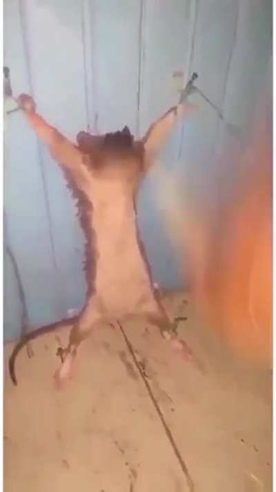 Get back for lil cenat