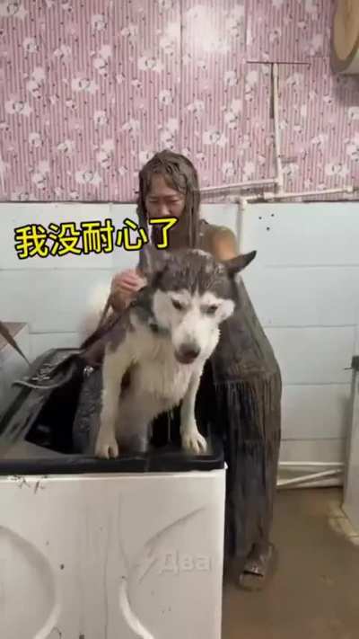 Still want to get yourself a husky?