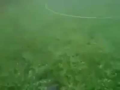 QUE CHOTO QUE SOS NANO