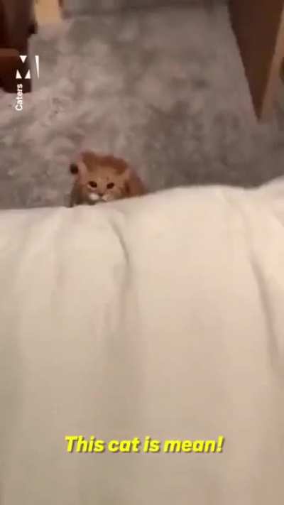 Guard Cat
