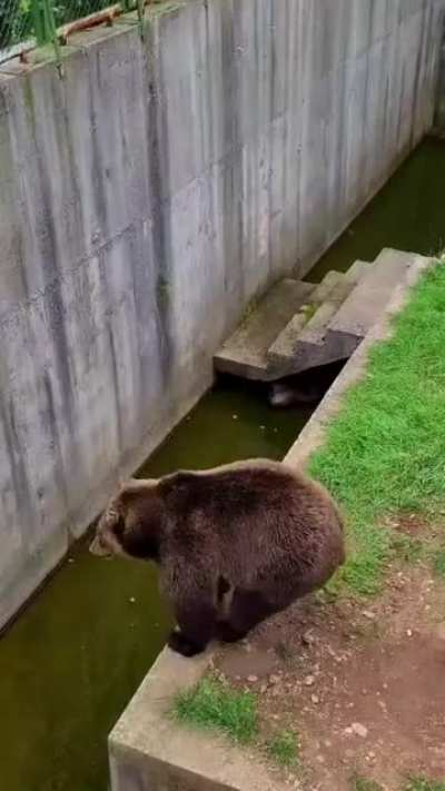 Most normal bear in Bosnia:
