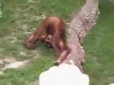 Thirsty monkey drinks from his own &ldquo;water fountain&rdquo;