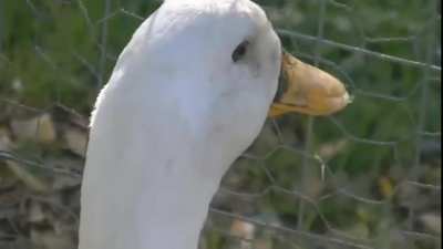 100% duck