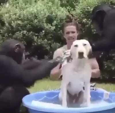 Esses spas de cachorro est&atilde;o a cada dia mais evolu&iacute;dos